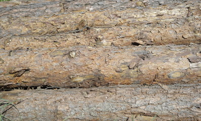 Texture. Tree. Logs. Firewood.