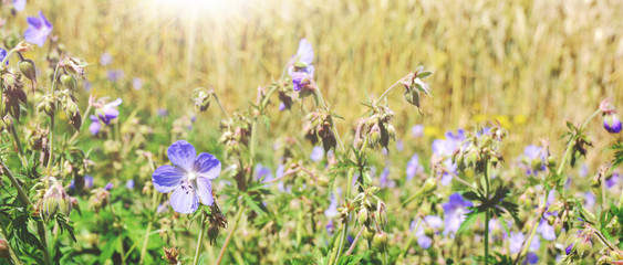 Sommer Blumenwiese - Hintergrund Panorama