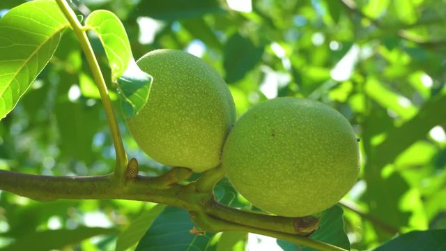 Closeup view of ripening green walnuts hanging on tree with fresh bright foliage isolated at blue sunny sky background. Real time 4k video footage.