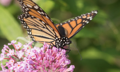 Monarch Butterfly on pink bush 9