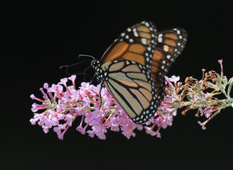 Monarch Butterfly on pink bush 2