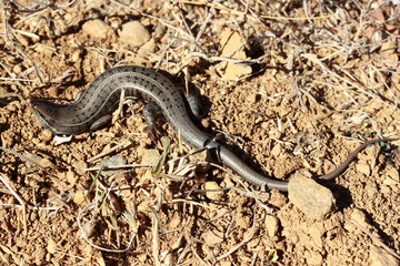 Pregnant wall lizard in the nature