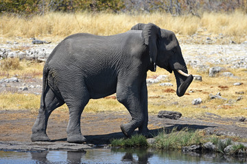 Afrikanischer Elefant (loxodonta africana) am Wasserloch im Etosha Nationalpark