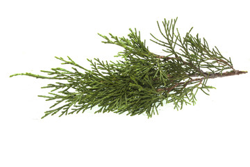 thuya isolated on white background