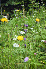 Mountain flower. Wildflowers. A unique flower. Flowers in the mountains of the Carpathians.