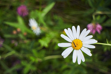 Fototapeta premium Mountain flower. Wildflowers. A unique flower. Flowers in the mountains of the Carpathians.
