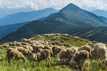 Sheep herd on a green pasture in Dolomiti mountains. Sunset light, sheep eating grass in mountain...
