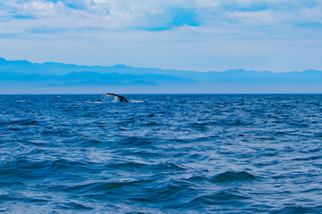 whale fin rising out of a water in Canada during a boat trip