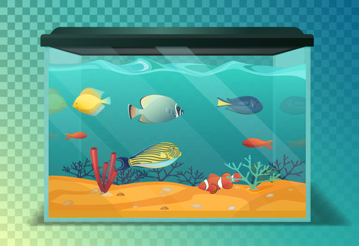 Glassware aquarium or fish tank, tropical fishes