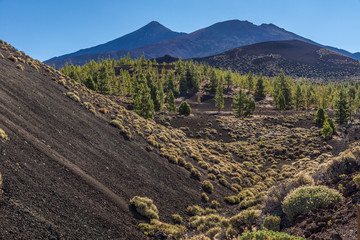 Kiefernwälder und Sträucher wachsen auf den Lavafeldern am Fuße des Teide-Vulkans