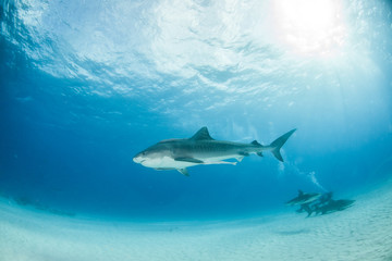 Fototapeta premium Tiger shark at Tigerbeach, Bahamas