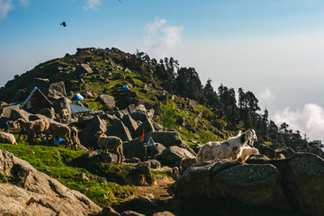Obraz premium Wild goats in himalaya, india