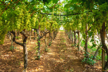 Fototapeta na wymiar Grapes in the vineyard