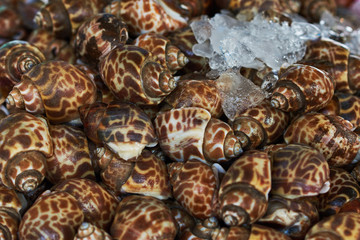 Seafood on ice at the fish market. Fresh raw cockles. Clams on fresh fish market display. Сoncept of healthy eating.