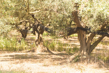 Fototapeta na wymiar olive trees forest in spring time