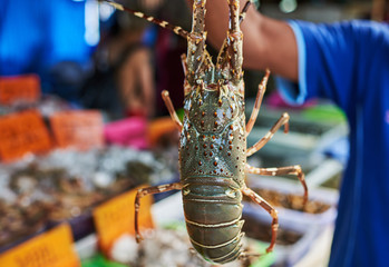 Freshly caught lobsters on the seafood market. Fisherman holding some fresh lobster  in market...