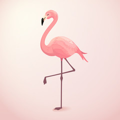 Flamingo - obrazy, fototapety, plakaty