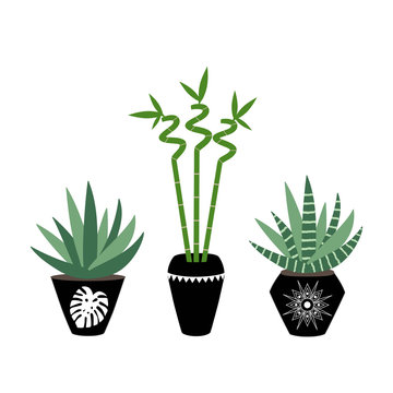 green house plants in the black pots haworthia aloe sansevieria bamboo branch with leaves scandinavian style asia tropical boho illustration icon set vector