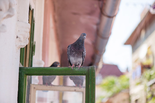 Pigeons sitting on window waiting for food. Birds having a conversation. Urban wildlife
