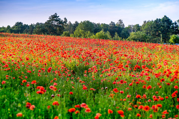 Fototapeta na wymiar Red poppy blooms in a colorful, abstract and vibrant blossom field, a meadow full of blooming summer flowers, on romantic evening during sunset. Morning dew in grass. Magical moment at countryside