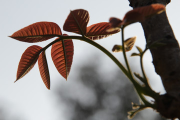 leaves