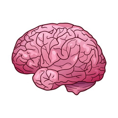 Cartoon illustration of a human brain with highlights and shadows. Side view. The object is separate from the background. Vector element for your creativity