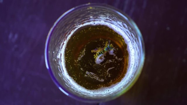 Alive buzzing wasp just fallen down into glass with beer. Real time 4k video footage.