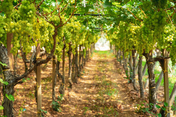 Grapes in the vineyard