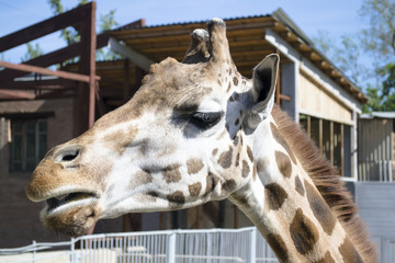  giraffe in the zoo