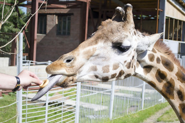  giraffe in the zoo