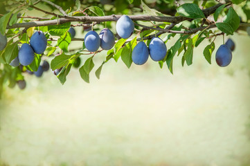 A plum tree in the garden. Plum branch with ripe fruits in the orchard. Natural backdrop with copy space.