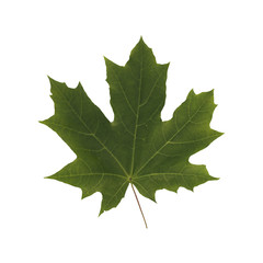 
A leaf of a tree close up. Isolated on white background. the beauty of natural materials.