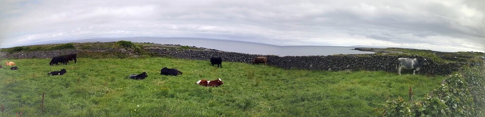 landscape cow