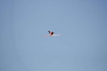 A flamingo flying
