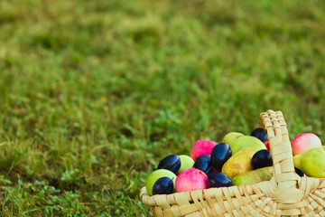A wooden basket full of summer varieties of apples, pears and plums