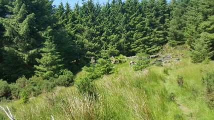 Obraz premium nature