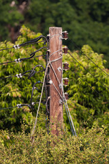 communications pole and trees