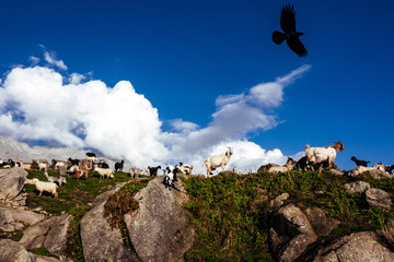 Wild goats on the mountain