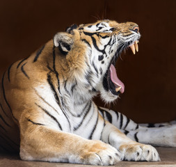 Close up view of a roaring Bengal tiger (Panthera tigris tigris)
