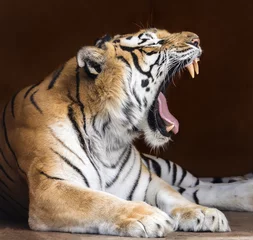 Tableaux ronds sur aluminium brossé Tigre Vue rapprochée d& 39 un tigre du Bengale rugissant (Panthera tigris tigris)
