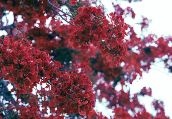 Royal Poinciana, or known as Flamboyant, is known for its stunning red and green appearance and fern-like leaves