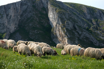 Obraz premium A herd of sheep at the top of mountains. Beautiful mountain view with rocky cliffs in the background. Romantic, calm and relaxing scenery with domestic animals. Life in countryside. Meditation nature