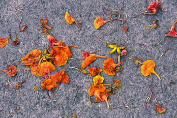 Fallen Flamboyant, The Flame Tree or Royal Poinciana, flowers on the rough cement ground.