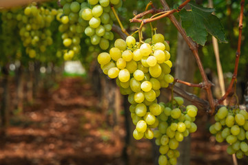 Grapes in the vineyard