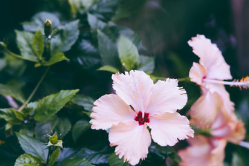 white hibiscus flower in the garden background.
