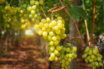 Grapes in the vineyard