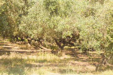 olive trees forest in spring time