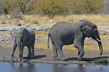 Afrikanische Elefanten (loxodonta africana) am Wasserloch im Etosha Nationalpark