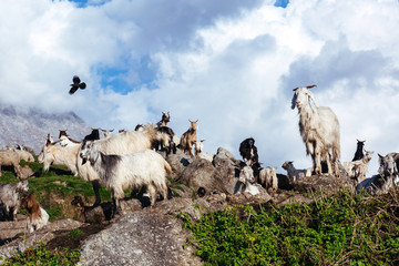 Goats in top of mountain of Himalays, India