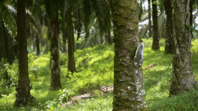 Palm oil plantation at Asia.